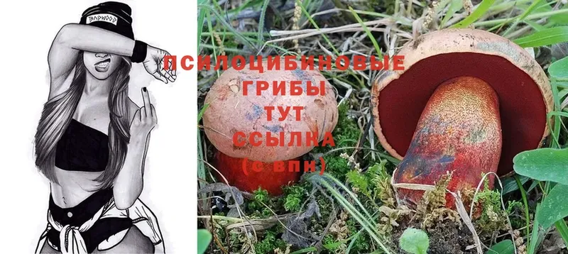 Псилоцибиновые грибы Cubensis  где купить наркоту  блэк спрут зеркало  Бикин 